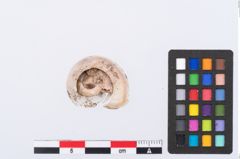 Foto von Schneckengehäuse (NHMW-PRAE-002299b)